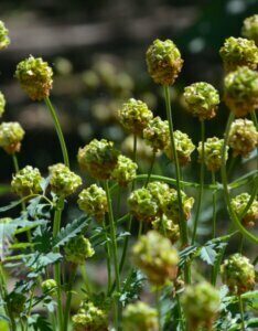 Sanguisorba minor - fleurs
