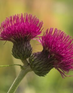 Cirsium rivulare 'Atropurpureum' - Cirse des rivières - Fleurs