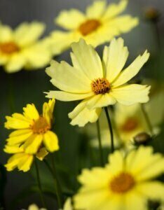 coreopsis verticillata 'moonbeam' - œil de jeune fille - Fleur