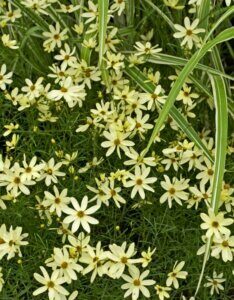 coreopsis verticillata 'moonbeam' - œil de jeune fille - Vue d'ensemble