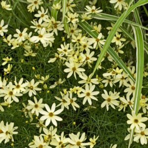 coreopsis verticillata 'moonbeam' - œil de jeune fille - Vue d'ensemble
