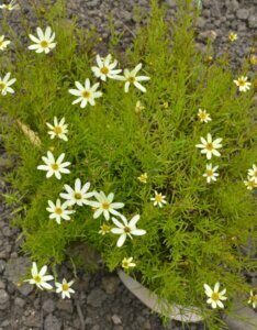 coreopsis verticillata 'moonbeam' - œil de jeune fille - Fleur et feuillage