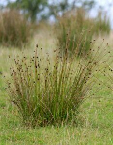 Juncus effusus - Vue d'ensemble