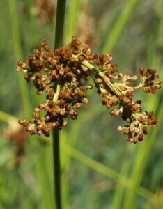 Juncus effusus - Fleur