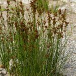 Juncus effusus - Vue d'ensemble
