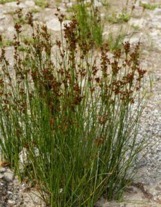 Juncus effusus - Vue d'ensemble