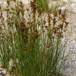 Juncus effusus - Vue d'ensemble