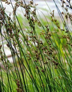 Juncus inflexus - Vue d'ensemble