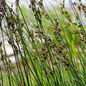 Juncus inflexus - Vue d'ensemble