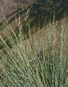 Juncus inflexus - Vue d'ensemble