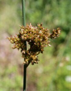 Juncus inflexus - Fleurs