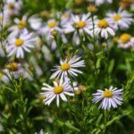 Kalimeris incisa Blue Star - Vue d'ensemble