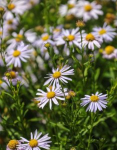 Kalimeris incisa Blue Star - Vue d'ensemble