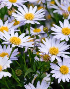 Kalimeris incisa Blue Star - Fleurs