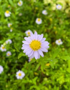 Kalimeris incisa Blue Star - Fleur