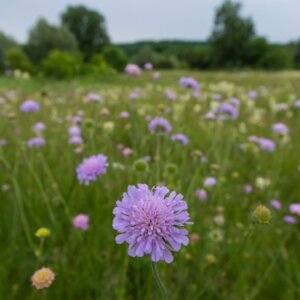 Knautia arvensis - Vue d'ensemble