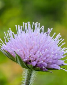 Knautia arvensis - Fleur