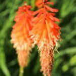 Kniphofia Alcazar - Fleurs