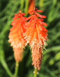 Kniphofia Alcazar - Fleurs