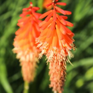Kniphofia Alcazar - Fleurs