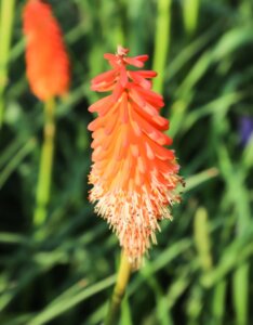 Kniphofia Alcazar - Fleur