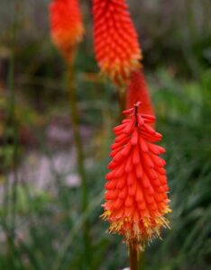 Kniphofia Alcazar - Fleur