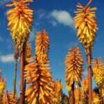 Kniphofia Mango Popsicle - Vue d'ensemble