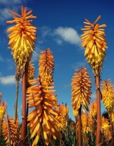 Kniphofia Mango Popsicle - Vue d'ensemble