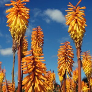 Kniphofia Mango Popsicle - Vue d'ensemble