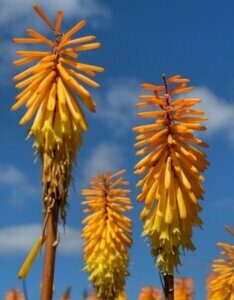 Kniphofia Mango Popsicle - Fleurs