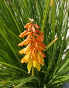 Kniphofia Mango Popsicle - Fleur
