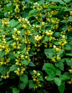 Lamiastrum galeobdolon - Vue d'ensemble