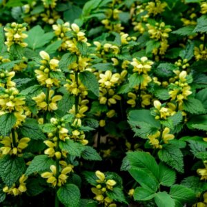 Lamiastrum galeobdolon - Vue d'ensemble