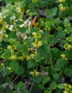 Lamiastrum galeobdolon - Fleurs