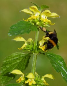 Lamiastrum galeobdolon - Fleur et abeille