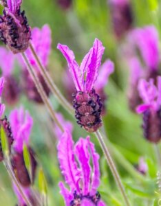 Lavandula stoechas pedunculata - Fleurs
