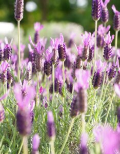 Lavandula stoechas pedunculata - Vue d'ensemble