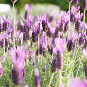 Lavandula stoechas pedunculata - Vue d'ensemble