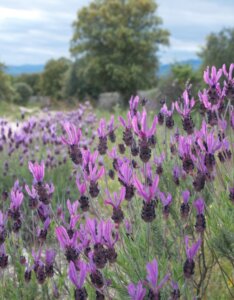 Lavandula stoechas pedunculata - Vue d'ensemble