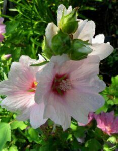 Lavatera clementii Barnsley - Fleurs