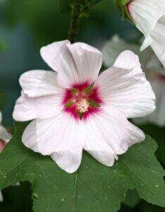 Lavatera clementii Barnsley - Fleur