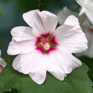 Lavatera clementii Barnsley - Fleur