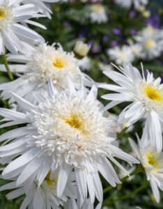 Leucanthemum × superbum - Fleurs