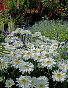 Leucanthemum × superbum - Vue d'ensemble