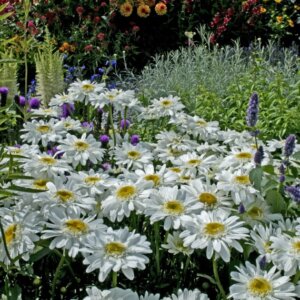Leucanthemum × superbum - Vue d'ensemble