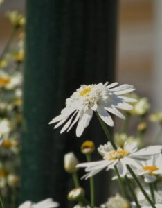 Leucanthemum × superbum - Fleur