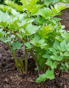 Levisticum officinalis - Vue d'ensemble
