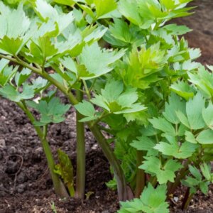 Levisticum officinalis - Vue d'ensemble