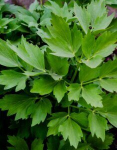 Levisticum officinalis - Feuillage