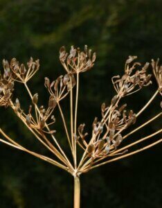 Levisticum officinalis - Fleur